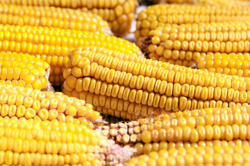 Close up of corn cobs, grains of ripe corn