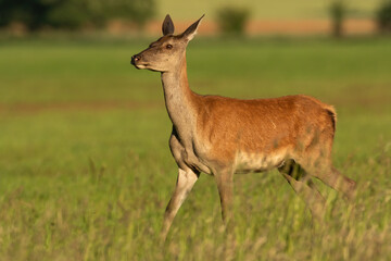 Female red deer, cervus elaphus, walking on a grassy hay field on a sunny day in summer nature. Hind going through meadow from side view. Animal wildlife in wilderness.