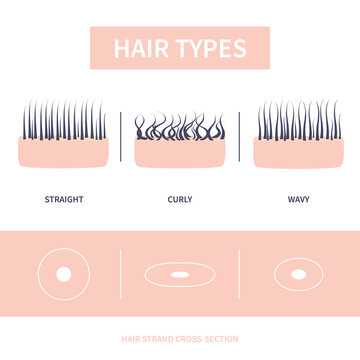 Hair Diagram Images – Browse 5,445 Stock Photos, Vectors, and Video | Adobe Stock Hair Diagram Images – Browse 5,445 Stock Photos, Vectors, and Video | Adobe Stock