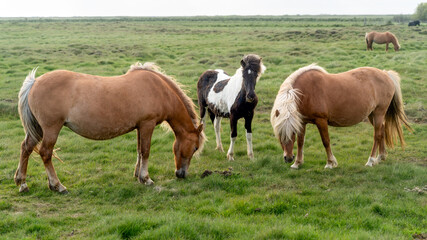 Naklejka na ściany i meble Icelandic horses with long hair. Icelandic horse is a breed of horse developed in Iceland only.