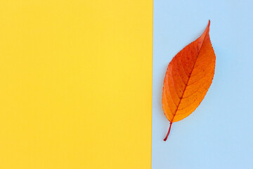 Autumn composition. Yellow leaf on a blue background. copy space
