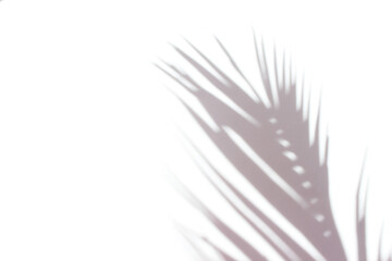 The shadow of a palm leaf on a light background. Tropical concept.