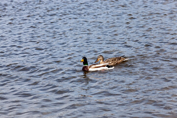 waterfowl ducks in spring or summer