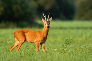 Roe deer, capreolus capreolus, standing on green field in summer sunlight. Roebuck walking on sunny grass. Antlered animal looking on pasture in sunshine.