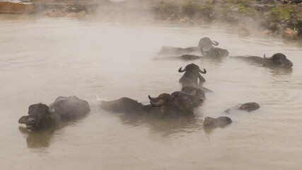 Fototapeta premium Guroymak, Bitlis, Turkey - February 2020: Animals in thermal water with steam, animal shower