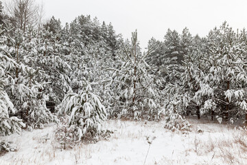 frosty winter after snowfall with long pines or firs