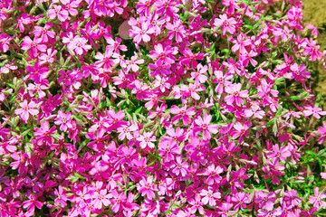 background beautiful live flowers