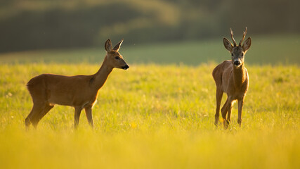 Couple of roe deer, capreolus capreolus, standing on meadow in summer sunlight. Two brown mammal looking on sunny glade. Roebuck and female staring on green field.
