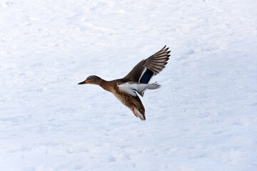 Female mallard duck flies against snow background on a beautiful winter day.