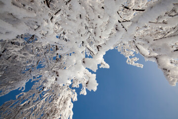 deciduous trees in winter