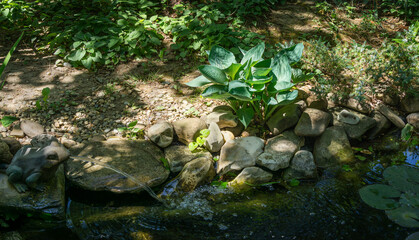 Fototapeta na wymiar Beautiful Blue Angel Hosta (Funkia) with a lush leaf grows near a garden pond. Blue Hosta leaves on blurred background of wet stones of pond shore with fountains. Shady motive for natural design.