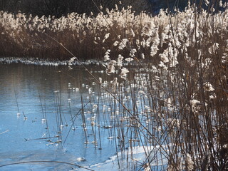 Saufangweiher in Bildstock im Saarland