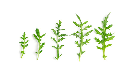 Arugula, Arugula, Ruccola Leaves, Rucola, Eruca or Roquette Salad