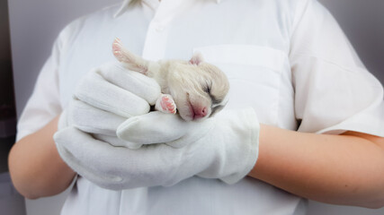 a newborn chihuahua puppy in the hands of a veterinarian. a veterinarian examines a small dog.