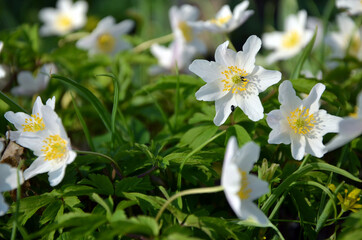 Obraz premium spring anemones beautiful white flowers in the forest closeup 