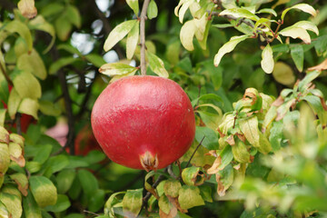Red healthy pomegranate fruit on tree branch. Green foliage in the background. Harvest season.