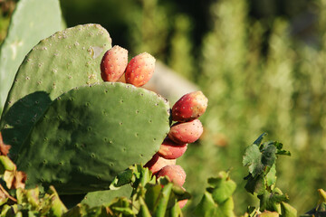 Green cactus plant close up. Succulent cactus growing outdoors on a sunny day. Exotic plants in botanical garden.