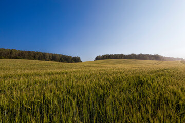 agricultural plants in the field