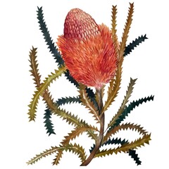 Watercolor Botanical illustration of a banksia flower on a white background, Australian flower. Banksia menziesii.  Stock illustration.Exotic plants are perfect for fabric textile, boho design, 