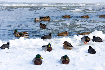 A flock of wild ducks resting on a frozen river. Some mallard ducks sit on the ice and some swim on the river. In the distance you can see a floating ice floe.