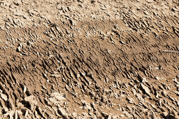 plowed agricultural field sown with grain
