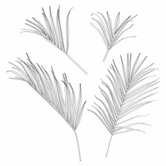 Palm leaves, black and white with drawing line art illustration. Isolated on white backdrop.