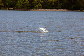 wildlife with waterfowl