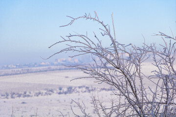 Icicles on a fruit tree with beautiful blue sky. Winter concept