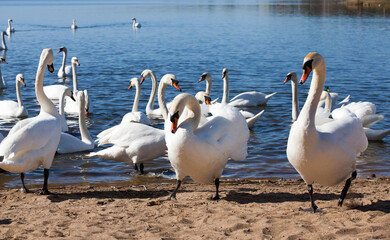 group of swans in spring