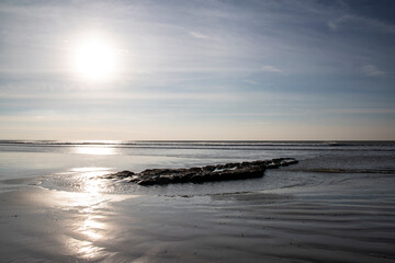 Obraz premium the petrified forest tree stumps during the sunset with the lights reflecting in the sand and the sea