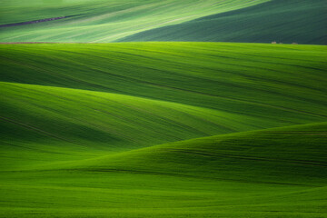 Europe, Czech Republic. Moravia wheat fields.