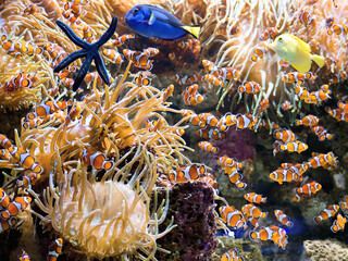 Underwater world in the coral reef with large yellow sea anemones, a blue starfish and many clown fish, (Amphiprion percula) - obrazy, fototapety, plakaty
