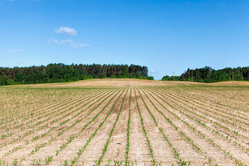 long rows of green corn sprouts in spring or summer