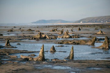 the petrified forest reviled a few years ago on Borth beach, fossilised tree stumps poking out of...