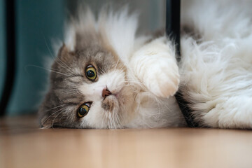 The fluffy cat lies on its side and looks with big eyes. Scottish fold cat.