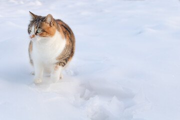 A funny three colored cat sitting in the snow