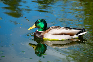 Fototapeta premium Denmark, Faroe Islands,. Torshavn, capital city of Faroes. Platasjan, small city park, male mallard duck on lake.