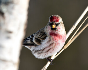Red poll Stock Photo. Red poll close-up profile view, perched with a blur background in its environment and habitat. Image. Picture. Portrait.