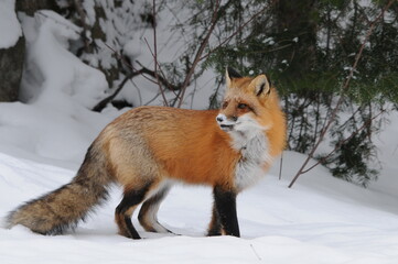 Red Fox stock photos. Fox Image. Picture. Portrait. close-up profile view in the winter season in...
