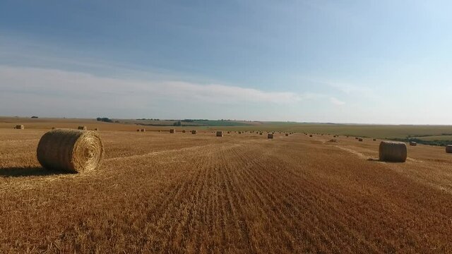 Trigo