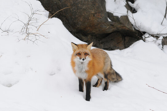 Red Fox stock photos. Fox Image. Picture. Portrait
