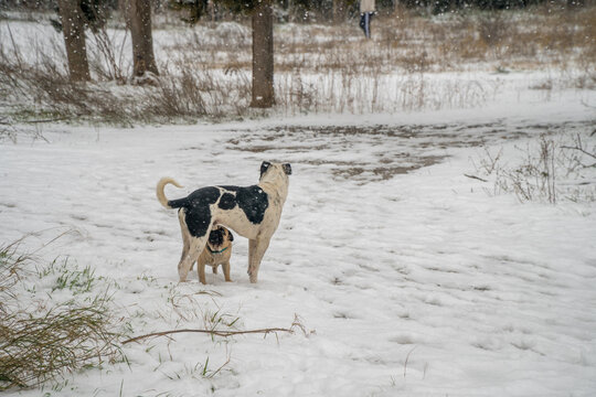 Two dogs are playing in the snow  they are both males one is a small purebred brown pitbull with blue-collar and the other is a half-blood stray dog of the forest 