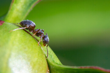 Fototapeta premium ant on a leaf