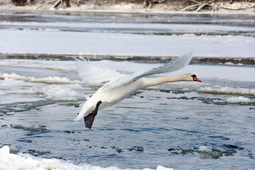 A close-up of a large wild swan starting to land on a frozen river. A floe flows on the river.