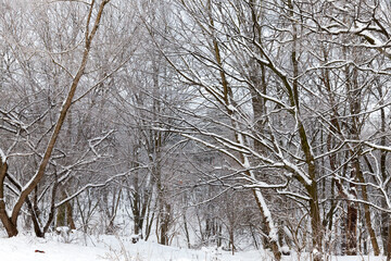 snow drifts and trees