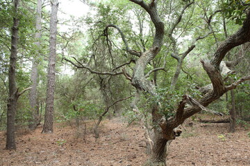 tree in the forest