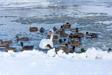 The white wild swan swims along with mallard ducks on the frozen river. Floating ice flies in the background.