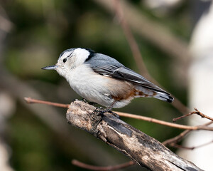 White-Breasted Nuthatch Stock Photo. Close-up profile view perched on a branch with a blur background in its environment and habitat. Image. Picture. Portrait