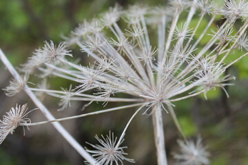 Dried old hogweed on a green background