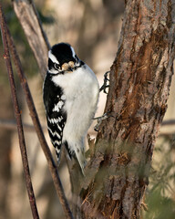 Woodpecker Stock Photo. Close-up profile view climbing tree trunk and displaying feather plumage in its environment and habitat in the forest with a blur background. Image. Picture. Portrait.